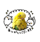 癒されインコのかわいいスタンプ②（個別スタンプ：4）