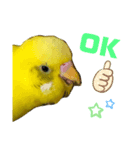 癒されインコのかわいいスタンプ②（個別スタンプ：5）