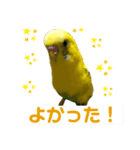 癒されインコのかわいいスタンプ②（個別スタンプ：6）