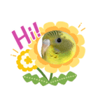 癒されインコのかわいいスタンプ②（個別スタンプ：7）