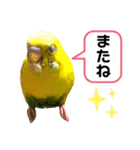 癒されインコのかわいいスタンプ②（個別スタンプ：8）