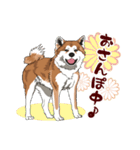 秋田犬のLineスタンプ（個別スタンプ：4）