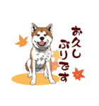 秋田犬のLineスタンプ（個別スタンプ：7）