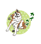 秋田犬のLineスタンプ（個別スタンプ：11）