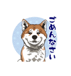 秋田犬のLineスタンプ（個別スタンプ：12）