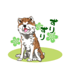 秋田犬のLineスタンプ（個別スタンプ：14）