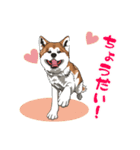 秋田犬のLineスタンプ（個別スタンプ：16）