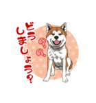 秋田犬のLineスタンプ（個別スタンプ：17）