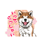 秋田犬のLineスタンプ（個別スタンプ：21）