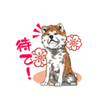 秋田犬のLineスタンプ（個別スタンプ：22）