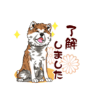 秋田犬のLineスタンプ（個別スタンプ：24）