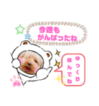 トイプーのげんちゃん 6月（個別スタンプ：10）