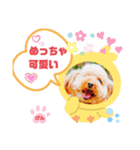 トイプーのげんちゃん 6月（個別スタンプ：11）