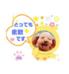トイプーのげんちゃん 6月（個別スタンプ：12）