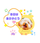 トイプーのげんちゃん 6月（個別スタンプ：13）