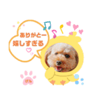 トイプーのげんちゃん 6月（個別スタンプ：14）