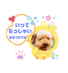 トイプーのげんちゃん 6月（個別スタンプ：15）
