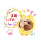 トイプーのげんちゃん 6月（個別スタンプ：16）