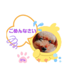 トイプーのげんちゃん 6月（個別スタンプ：17）