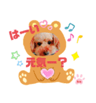 トイプーのげんちゃん 6月（個別スタンプ：21）