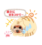 トイプーのげんちゃん 6月（個別スタンプ：25）