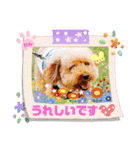 トイプーのげんちゃん 6月（個別スタンプ：26）