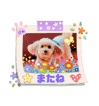 トイプーのげんちゃん 6月（個別スタンプ：27）