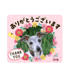 トイプーのげんちゃん 6月（個別スタンプ：34）