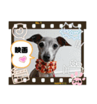 トイプーのげんちゃん 6月（個別スタンプ：40）
