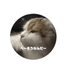 スコティッシュフォールドききちゃん•ω•（個別スタンプ：8）