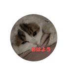 スコティッシュフォールドききちゃん•ω•（個別スタンプ：11）