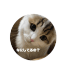 スコティッシュフォールドききちゃん•ω•（個別スタンプ：14）
