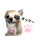 キキたんず13（個別スタンプ：16）