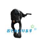 黒ラブSoleil3（個別スタンプ：6）