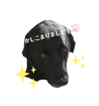 黒ラブSoleil3（個別スタンプ：7）