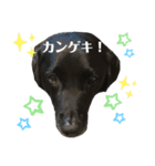 黒ラブSoleil3（個別スタンプ：8）