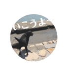 黒ラブSoleil3（個別スタンプ：11）