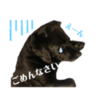 黒ラブSoleil3（個別スタンプ：16）