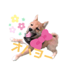 豆柴garu（個別スタンプ：1）