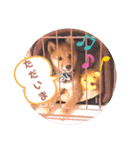 豆柴garu（個別スタンプ：3）