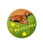 豆柴garu（個別スタンプ：7）