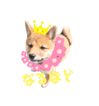 豆柴garu（個別スタンプ：8）