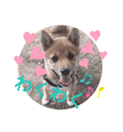 豆柴garu（個別スタンプ：10）