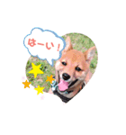 豆柴garu（個別スタンプ：13）
