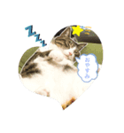 ぽんのゴロゴロすたんぷ（個別スタンプ：2）