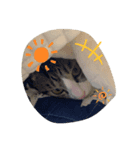 ぽんのゴロゴロすたんぷ（個別スタンプ：5）