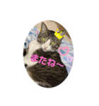 ぽんのゴロゴロすたんぷ（個別スタンプ：7）