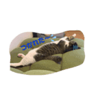 ぽんのゴロゴロすたんぷ（個別スタンプ：8）