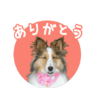 シェルティーももちゃんの実写スタンプ（個別スタンプ：2）