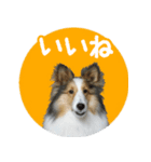 シェルティーももちゃんの実写スタンプ（個別スタンプ：5）